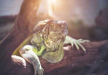 Who Should Consider A Reptile As A Pet