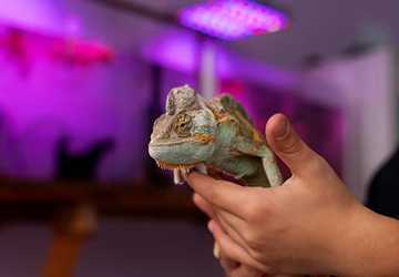 Who Should Consider A Reptile As A Pet