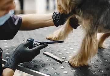 What Are The Benefits Of Microchipping Your Pet