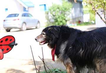 Why Do Some Dogs Howl At Sirens