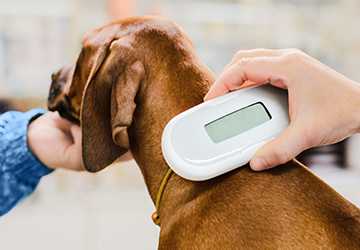 What Are The Benefits Of Microchipping Your Pet
