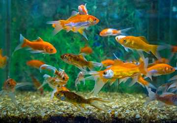 When To Introduce New Fish To Your Aquarium
