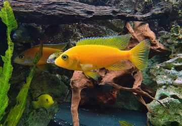 When To Introduce New Fish To Your Aquarium