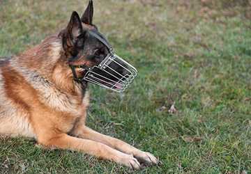 Why Do Some Dogs Howl At Sirens