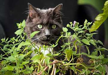 What Plants Are Safe For A Cat-Friendly Garden
