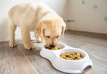 Top 7 Tips for Feeding Your Pet a Balanced Diet