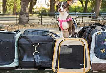 Top 8 Tips for Traveling with Small Pets