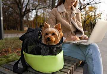 Top 8 Tips for Traveling with Small Pets
