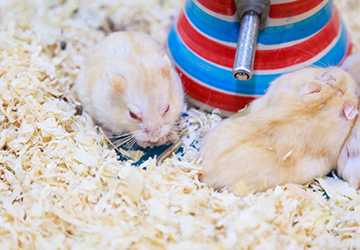 Top 5 Hamster Bedding Options for a Cozy Habitat