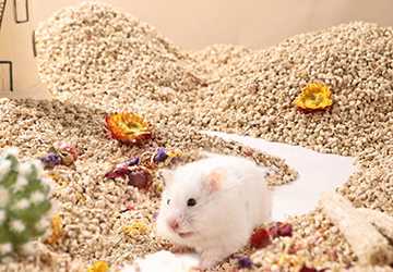 Top 5 Hamster Bedding Options for a Cozy Habitat