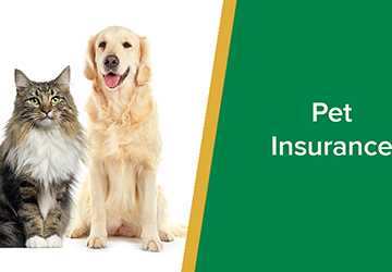 Top 5 Tips for Choosing the Right Pet Insurance
