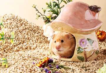 Top 5 Hamster Bedding Options for a Cozy Habitat