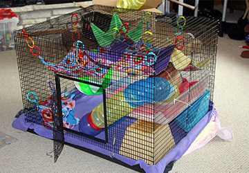 Top 7 Essentials for Setting Up a Rodent Play Area