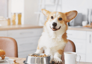 Top 7 Tips for Feeding Your Pet a Balanced Diet