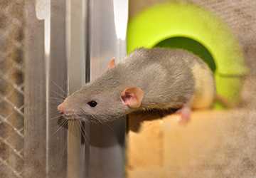 Top 7 Essentials for Setting Up a Rodent Play Area