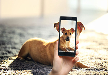 Top 5 Tips for Capturing Amazing Pet Photos