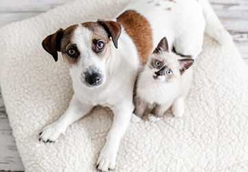 Top 5 Tips for Choosing the Right Pet Insurance