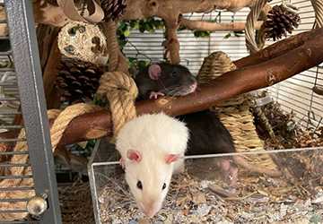 Top 7 Essentials for Setting Up a Rodent Play Area