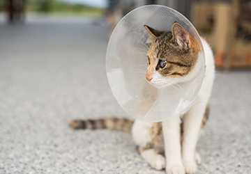 When Is the Best Time to Neuter or Spay Your Cat