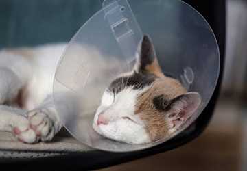 When Is the Best Time to Neuter or Spay Your Cat