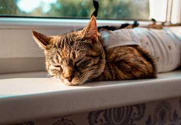 When Is the Best Time to Neuter or Spay Your Cat