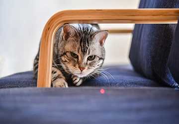 Top 5 Cat Toys for Indoor Exercise