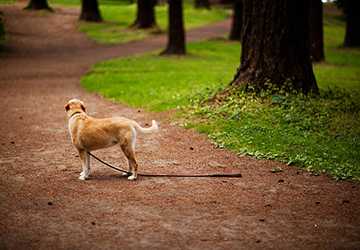 What to Do if Your Pet Gets Lost- Immediate Steps