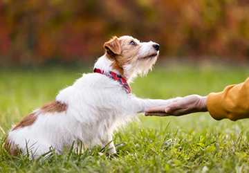 Who Are the Best Pet Sitters in New York