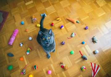 Top 5 Cat Toys for Indoor Exercise