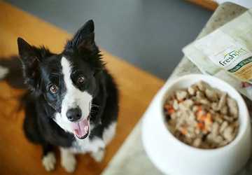 Where To Buy Organic Pet Food Online