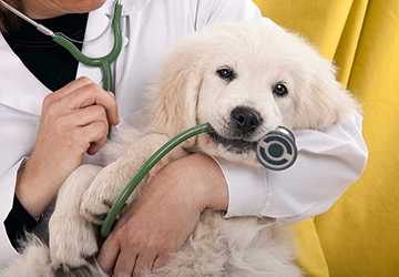 When Should You Take Your Pet to the Vet