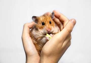 Who Should Consider a Low-Maintenance Pet