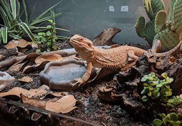Top 10 Reptile Terrarium Decor Ideas