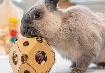 Top 10 Rabbit Chew Toys for Dental Health
