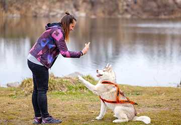 Top 7 Dog Training Techniques That Work